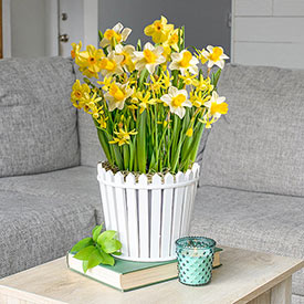Picket Fence Daffodil Bulb Garden