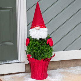 Holiday Gnome Potted Arborvitae Tree 