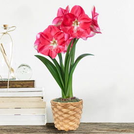 Candy Queen Amaryllis Single in Woven Basket