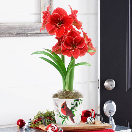Magical Touch Amaryllis Single in Winter Cardinals Pot